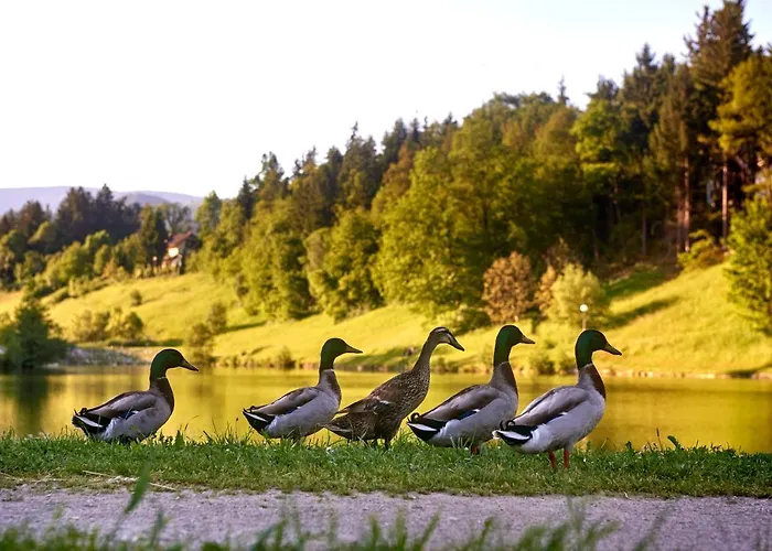 Hotel Terme - Atrij Zrece